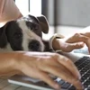 A person types on a laptop with a dog in their lap