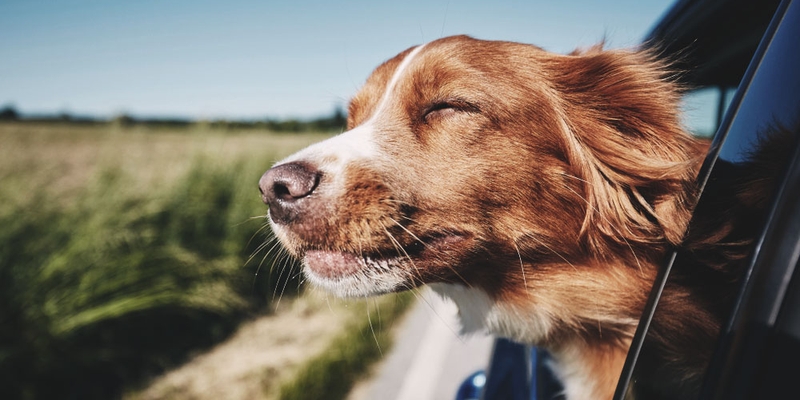 A dog looks content with his head out the car window driving in the sunshine